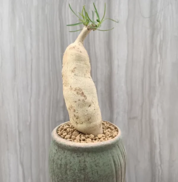 Succulent Cactus Plant Euphorbia hedyotoide Home Garden RootTuber plants