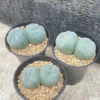 5-7cm Cactus group multi heads cactus, beautiful and succulent plants,seedgrowth