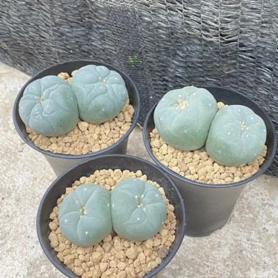 5-7cm Cactus group multi heads cactus, beautiful and succulent plants,seedgrowth