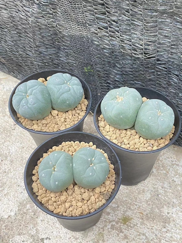 5-7cm Cactus group multi heads cactus, beautiful and succulent plants,seedgrowth