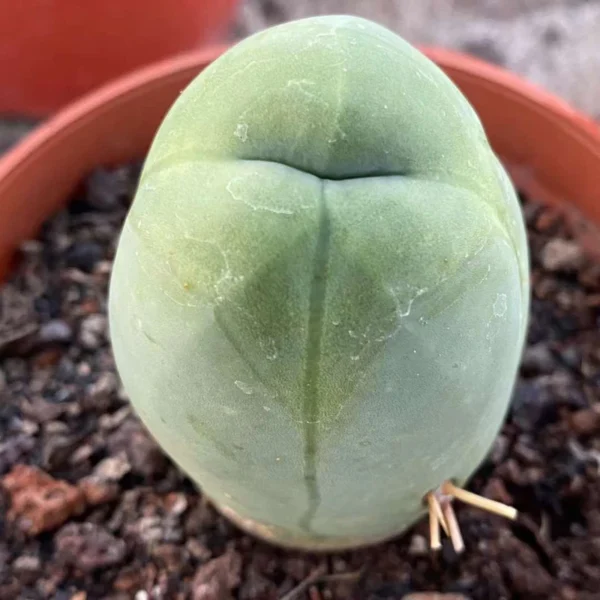 3PCS Cactaceae beautiful cactus Succulent plants Plants Home Decoration no root