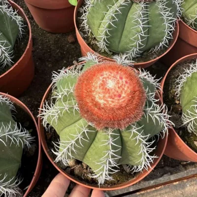 Melocactus matanzanus Garden decoration beautifulcactus Plants 6-7cm