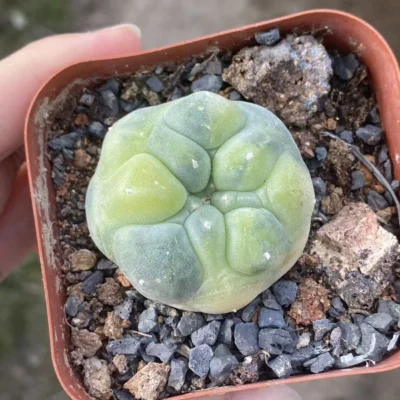 RareSucculent Plant LF Cactus variegated Boutique Garden Decor WYSIWYG 10.17-1