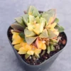 2PC 5cm Succulent plants Haworthia heidelbergensis variegated Home Garden Plant