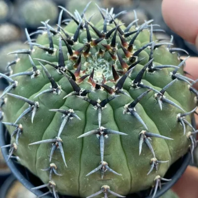 3PCS Gymnocalycium cactus plants Garden decoration beautiful Plants 3-5CM