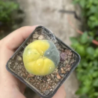 Rarecactus Succulent Plant LF Variegated seedgrowth Garden DécorBoutique WYSIYWG