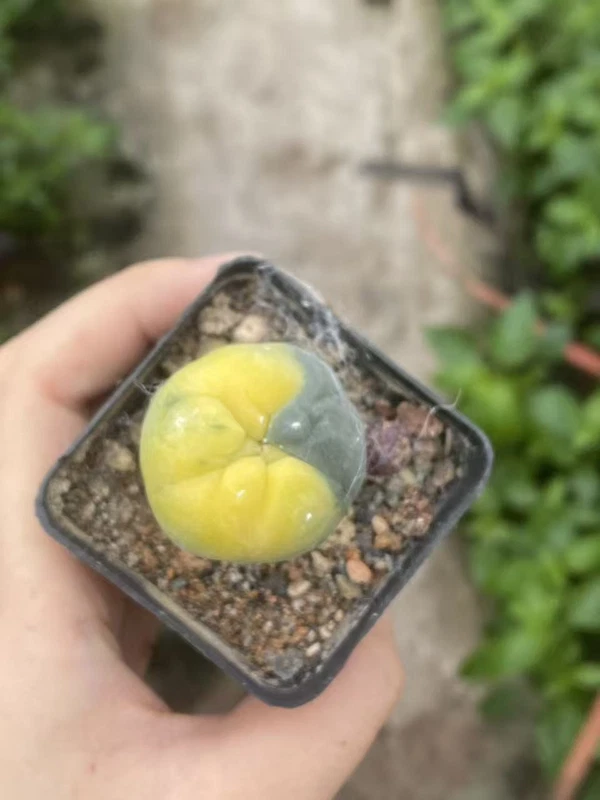 Rarecactus Succulent Plant LF Variegated seedgrowth Garden DécorBoutique WYSIYWG