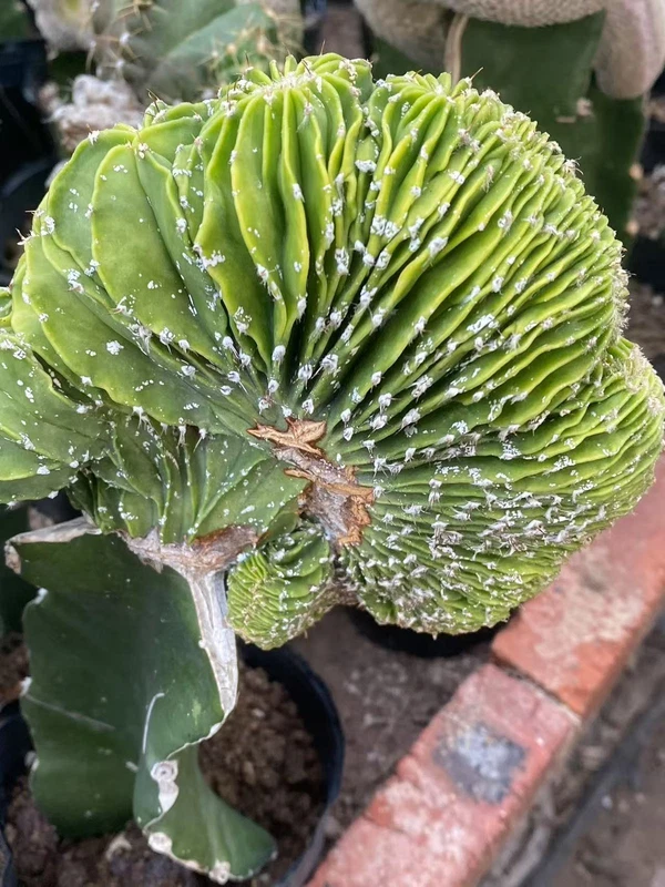 Astrophytum Fukuryu cv. Fukuryu cristata Succulents plants Garden Décor Boutique