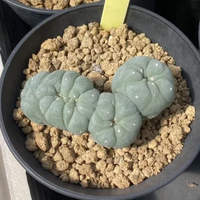 Ariocarpus 'Godzilla' seedgrowth Raresucculents WYSIWYG Garden Décor Boutique