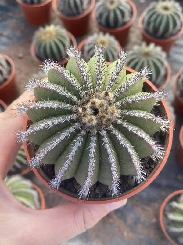 Raresucculent plant Uebelmannia pectinifera SelfRooted Garden Décor Boutique