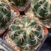 2PCS Melocactus Succulent plants Garden decoration Wholesale
