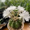 RareSucculent Plant Discocactus ferricola seedgrowth Garden Décor Boutique