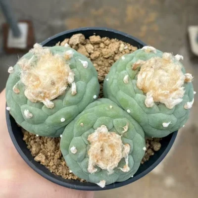 multi heads cactus LF beautiful and succulent plants seedgrowth WYSIWYG 8.25