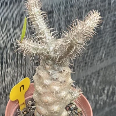 Pachypodium rosulatum gracilius Succulent plant Garden Décor Boutique WYSIWYG 19