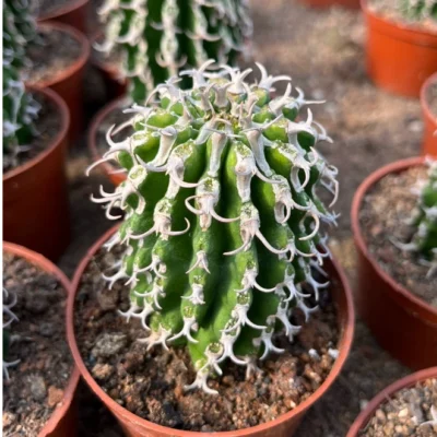Raresucculent plants Euphorbia columnaris Garden beautiful cactus Plants 3-4CM