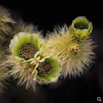 Cactus Succulent Plants Cylindropuntia bigelovii Home Garden Decoration