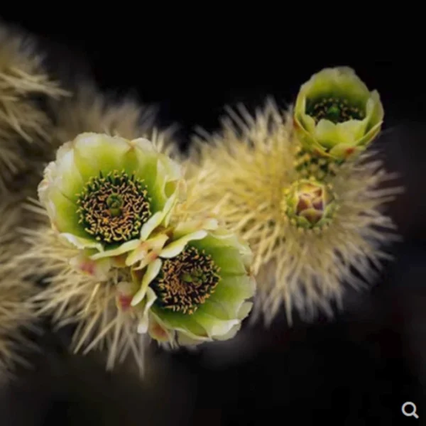 Cactus Succulent Plants Cylindropuntia bigelovii Home Garden Decoration