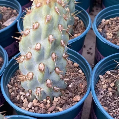 Cactus Succulent Plants Miqueliopuntia miquelii Home Garden Decoration 5-8cm