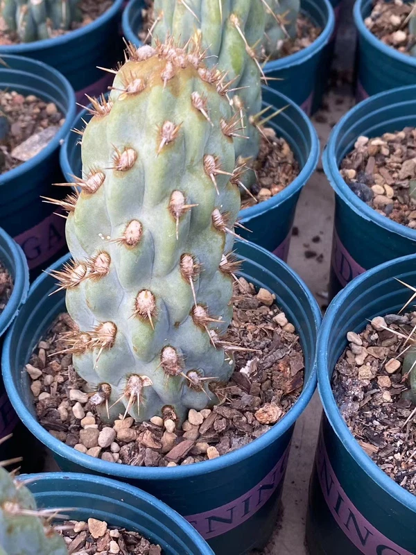 Cactus Succulent Plants Miqueliopuntia miquelii Home Garden Decoration 5-8cm