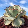 Agave Isthmensis Variegated Succulent Agave Plant Beautiful Plant 8-10CM