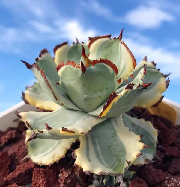 Agave Isthmensis Variegated Succulent Agave Plant Beautiful Plant 8-10CM