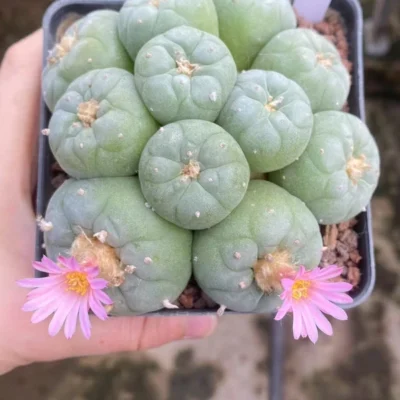 RareSucculent Multiple-head LF cactus Garden beautiful Plant seedgrowth WYSIWYG，