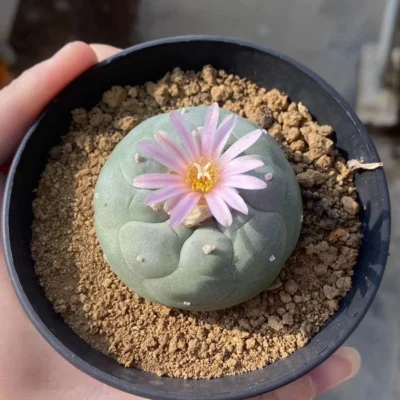 2PCS 4.5-5cm cactus Succulent Plant beautiful Home Garden Plant