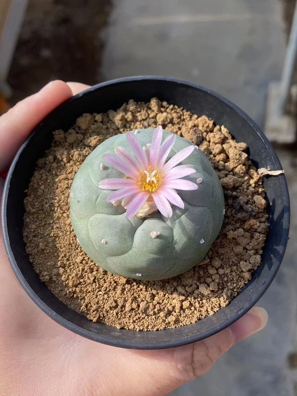 2PCS 4.5-5cm cactus Succulent Plant beautiful Home Garden Plant