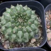 Euphorbia gymnocalycioides RareSucculent cactus Plant Garden Décor 5-6CM