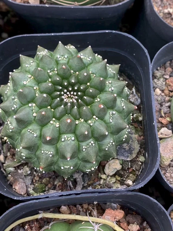 Euphorbia gymnocalycioides RareSucculent cactus Plant Garden Décor 5-6CM