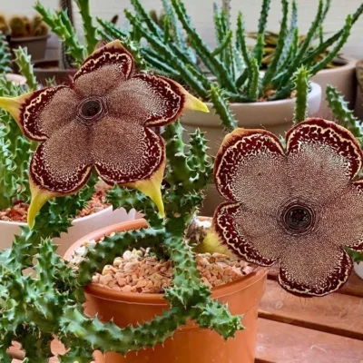 Edithcolea grandis Succulent potted plants Home decorating plants high13-18cm