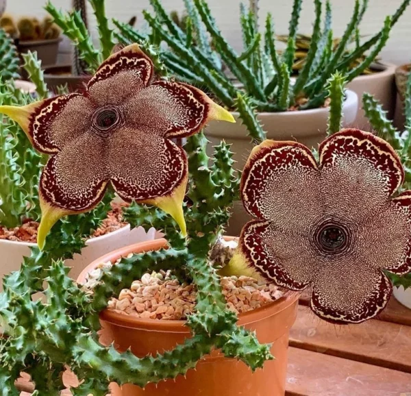 Edithcolea grandis Succulent potted plants Home decorating plants high13-18cm