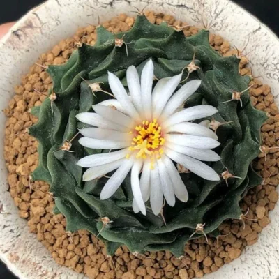 2PCS 4CM Obregonia denegrii Succulent Cactus Home Garden Décor Boutique