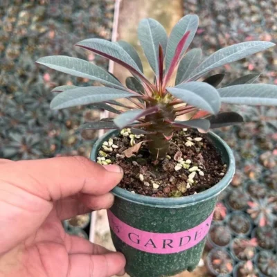 8-10CM cactus succulent Plant Euphorbia pachypodioides beautiful Plant