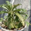 Dorstenia lacrani Multi Head RareSucculent Plant Garden Décor Boutique