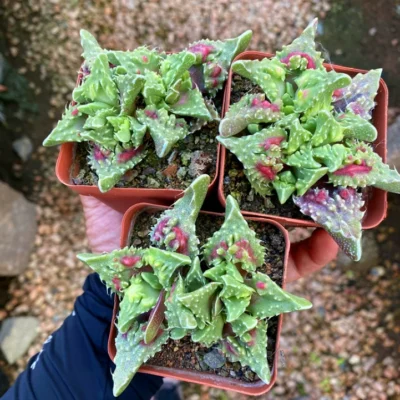 3PCS Raresucculents Faucaria tuberculosa 'Sato' 5-6CM Garden Décor Boutique