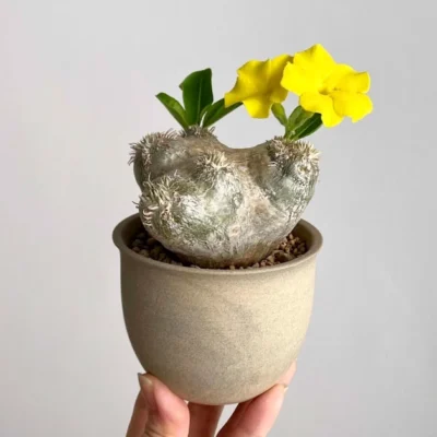 RareSucculent Plant Pachypodium brevicaule Baker Garden Decor Boutique
