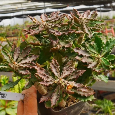 Succulent cactus plant Euphorbia capsaintemariensis Garden plants