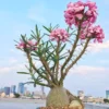 Cactus Succulent Plant Pachypodium succulentum Roottuber beautiful plant