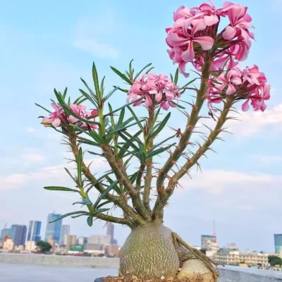 Cactus Succulent Plant Pachypodium succulentum Roottuber beautiful plant