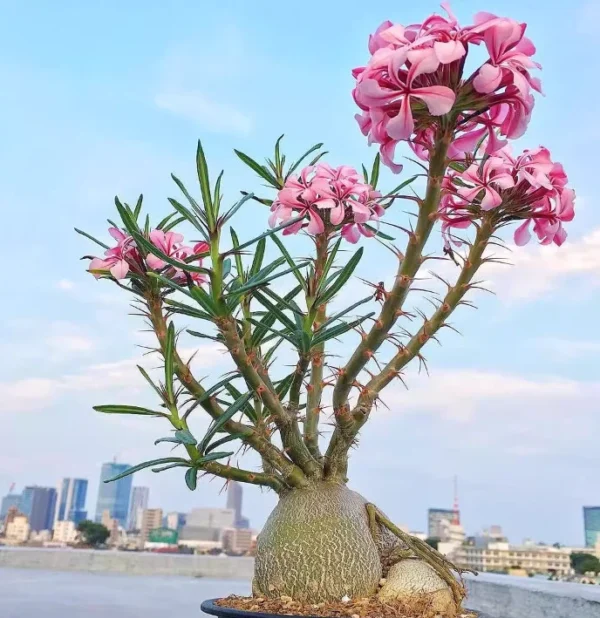 Cactus Succulent Plant Pachypodium succulentum Roottuber beautiful plant