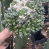 Ariocarpus 'Godzilla' Multi Heads RareSucculents Garden Décor Boutique WYSIWYG3