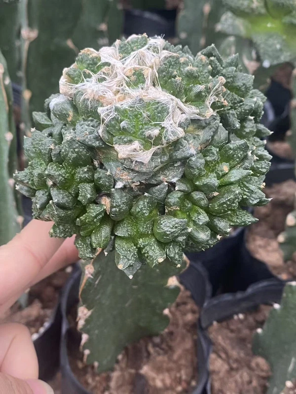 Ariocarpus 'Godzilla' Multi Heads RareSucculents Garden Décor Boutique WYSIWYG3