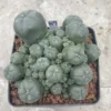 Multi-Head RareSucculent Plant Cactus Garden Decor Boutique WYSIWYG 89# 10CMpot