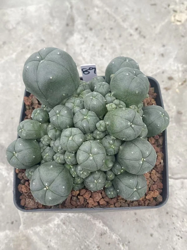 Multi-Head RareSucculent Plant Cactus Garden Decor Boutique WYSIWYG 89# 10CMpot