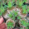 RareSucculent Plant EuphorbiaGabizan Multi Heads Succulents plants 6CM