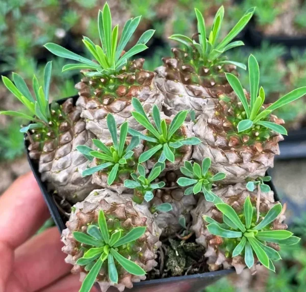 RareSucculent Plant EuphorbiaGabizan Multi Heads Succulents plants 6CM