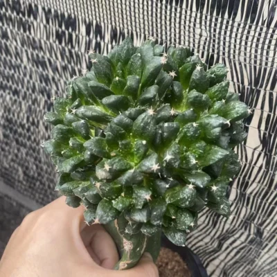 Ariocarpus 'Godzilla' Multi Heads RareSucculents Garden Décor Boutique WYSIWYG6