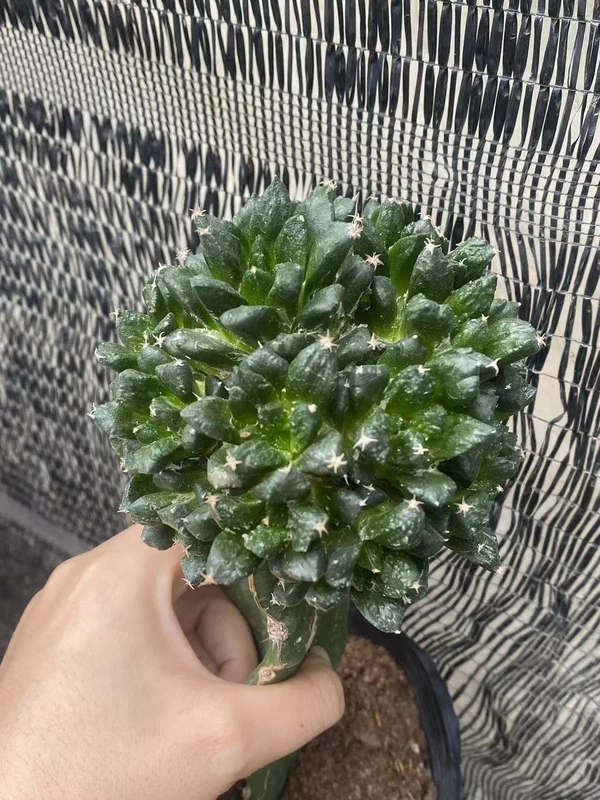 Ariocarpus 'Godzilla' Multi Heads RareSucculents Garden Décor Boutique WYSIWYG6