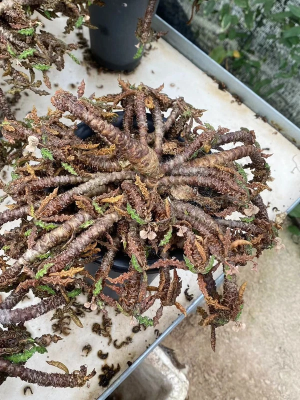 Multi-Head Succulent Cactus Plant Euphorbia decaryi ownroot Garden Décor